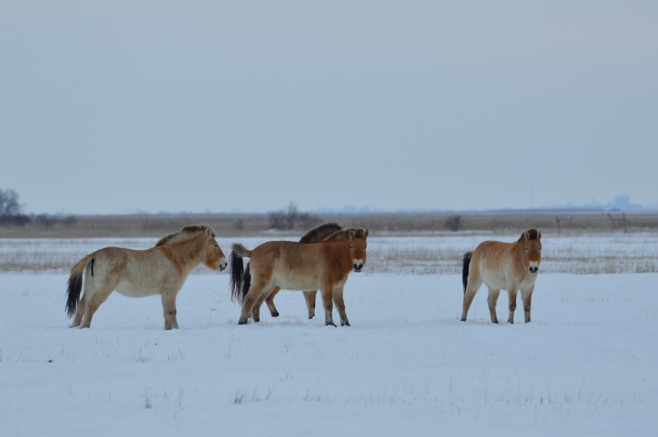 Tél a pusztán: csillagok, madárlesek, különös történetek